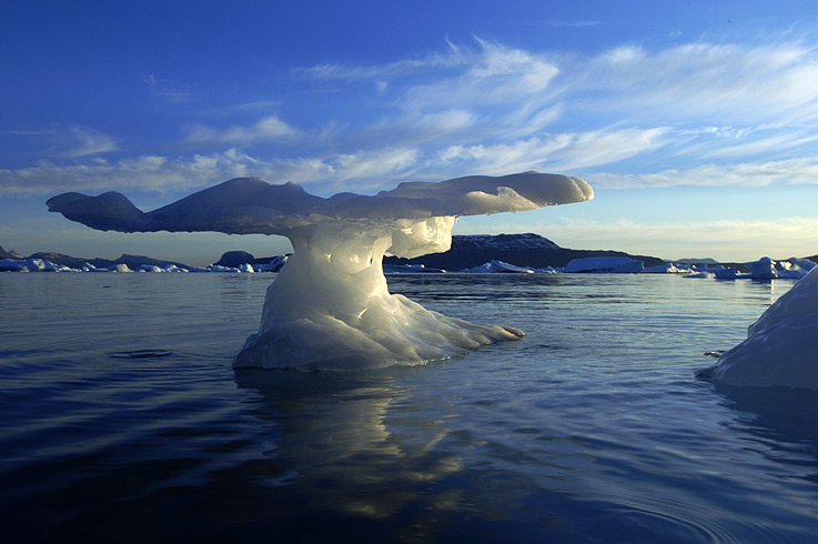 Wenn die Wale im Eiswasser tauchen