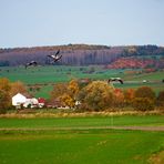 Wenn die Wandervögel zieh'n - Foto 2