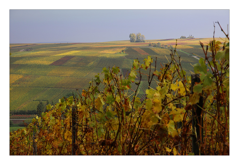 Wenn die Weinberge