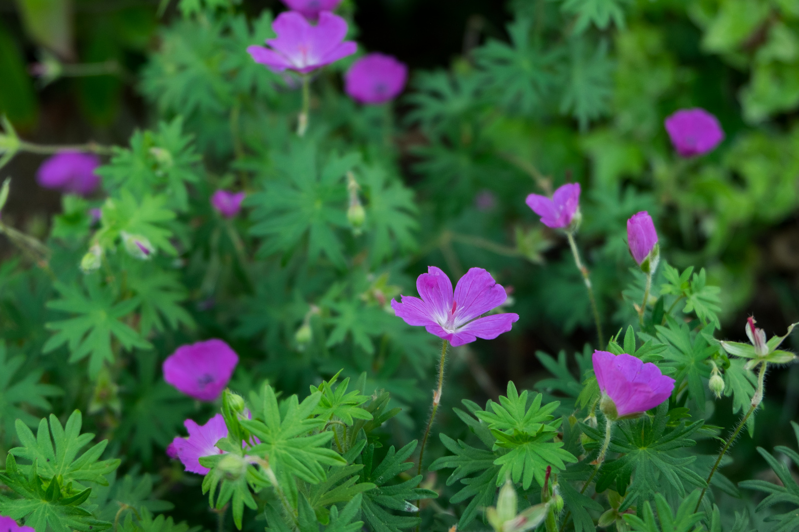 Wenn die Welt nach Blumen duftet