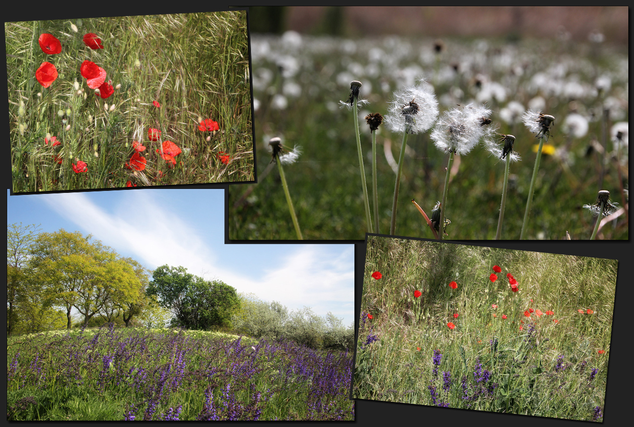 Wenn die Wildblumen blühen...