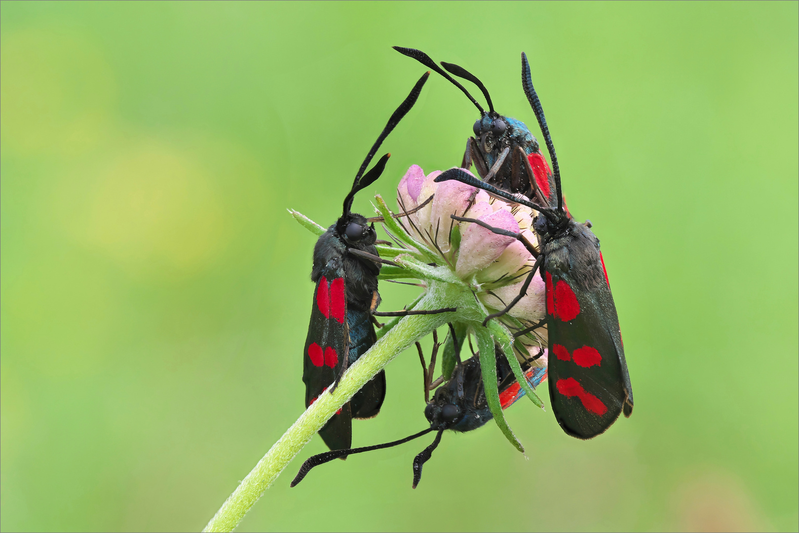 Wenn die wüssten ! Foto & Bild makro, natur, nahaufnahme Bilder auf