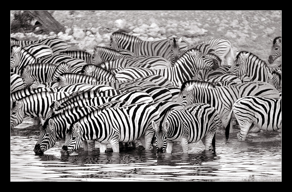 Wenn die Zebras das Wasserloch besetzen...