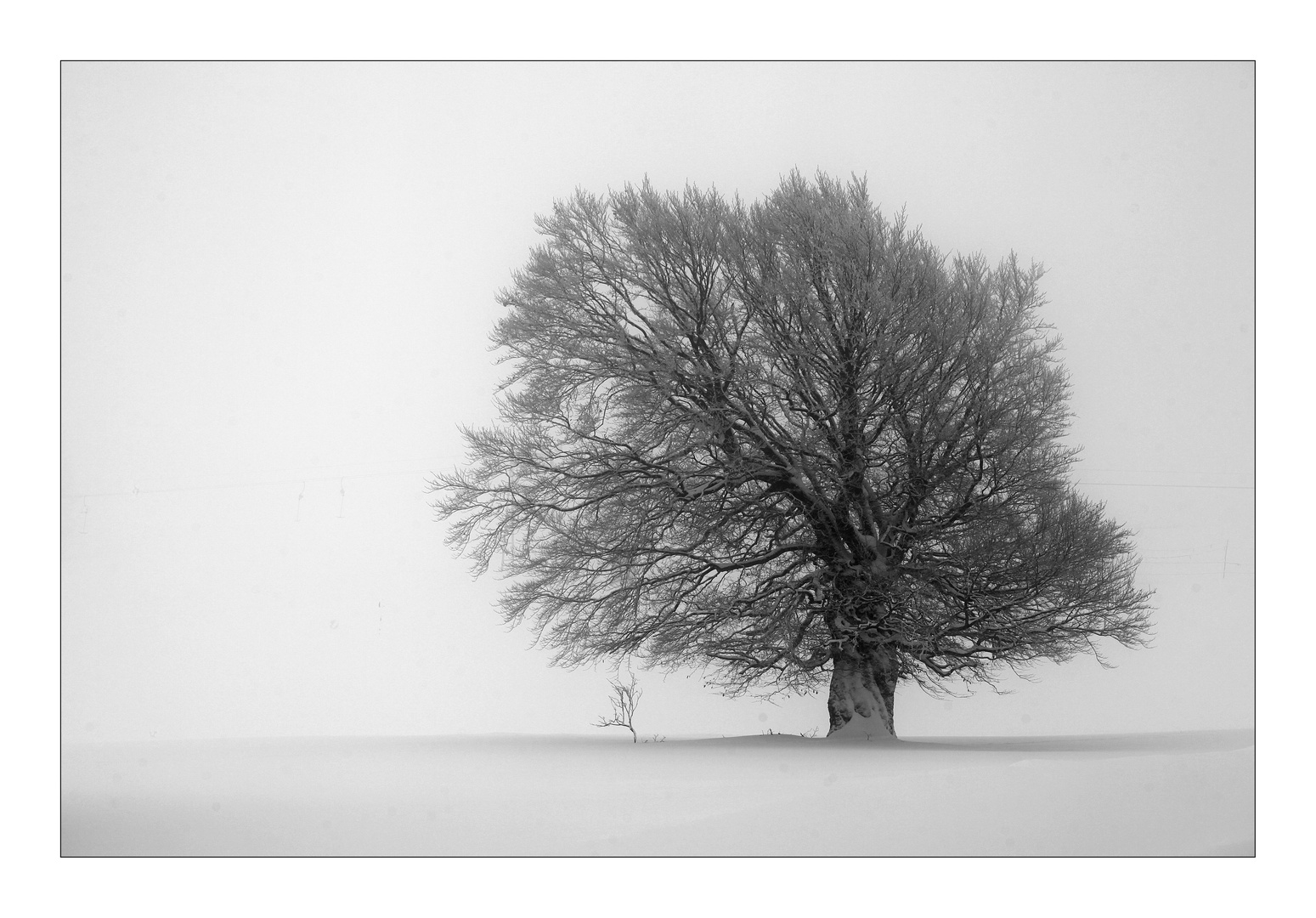 Wenn dieser Baum erzählen könnte