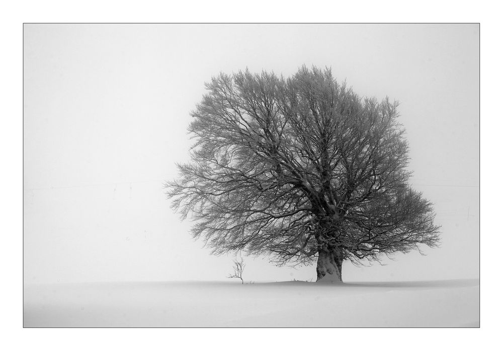 Wenn dieser Baum erzählen könnte