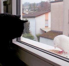 Wenn dieses Fenster nicht wäre...