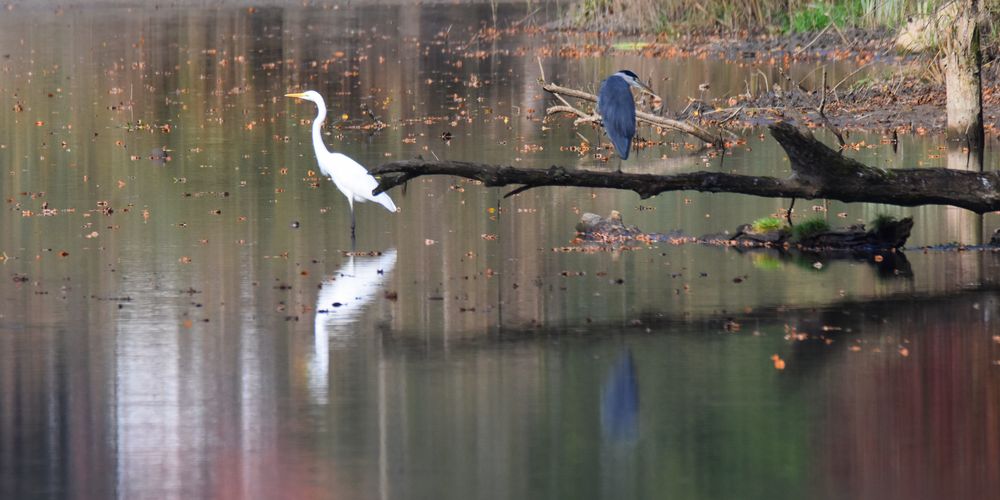 Wenn du an den Fluss, in den Wald, in die Sonne läufst: Dream, dream, dream!