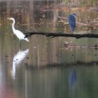 Wenn du an den Fluss, in den Wald, in die Sonne läufst: Dream, dream, dream!