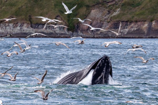 Wenn du das Maul zu voll nimmst...