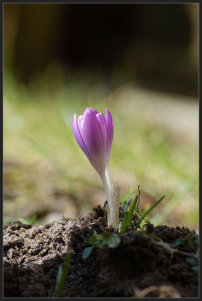 wenn du den Frühling spürst..