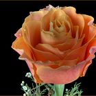 Wenn du eine Rose schaust ....( 1 )