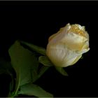Wenn du eine Rose schaust ....( 2 )
