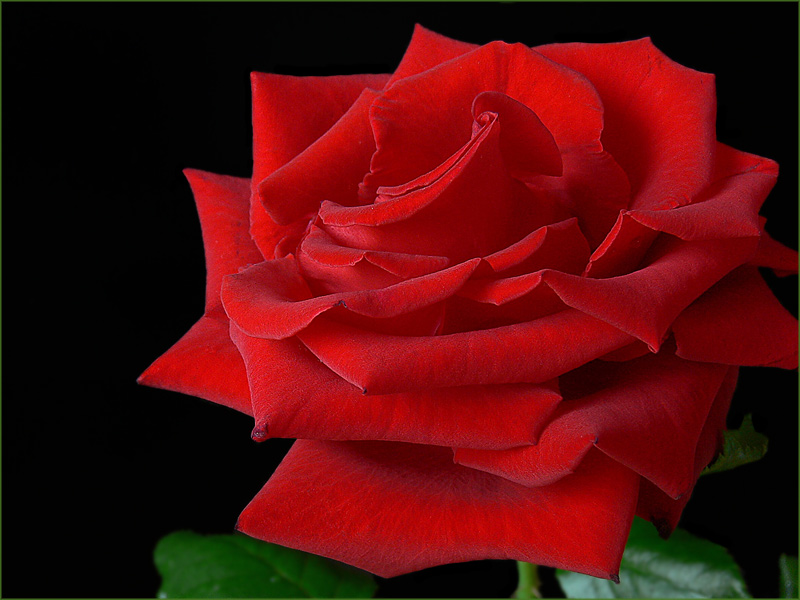 Wenn du eine Rose schaust ....( 3 )