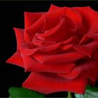 Wenn du eine Rose schaust ....( 3 )