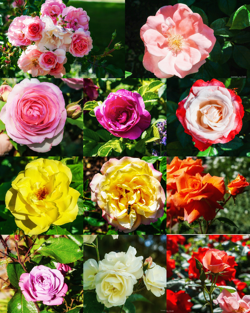 "Wenn du eine Rose schaust, sag, ich laß sie grüßen".  Heinrich Heine