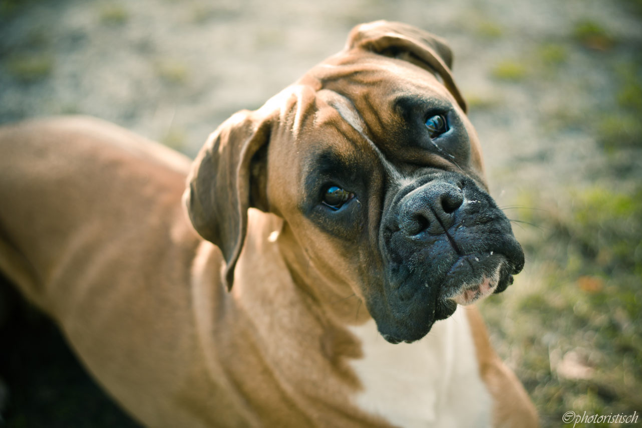 Wenn Du einem Hund Dein Herz schenkst, dann schenkt er Dir seins......