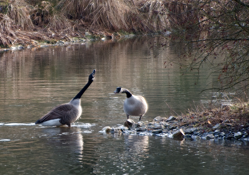 Wenn Du kein Wasser schlucken willst, musst Du den Hals soooo strecken...