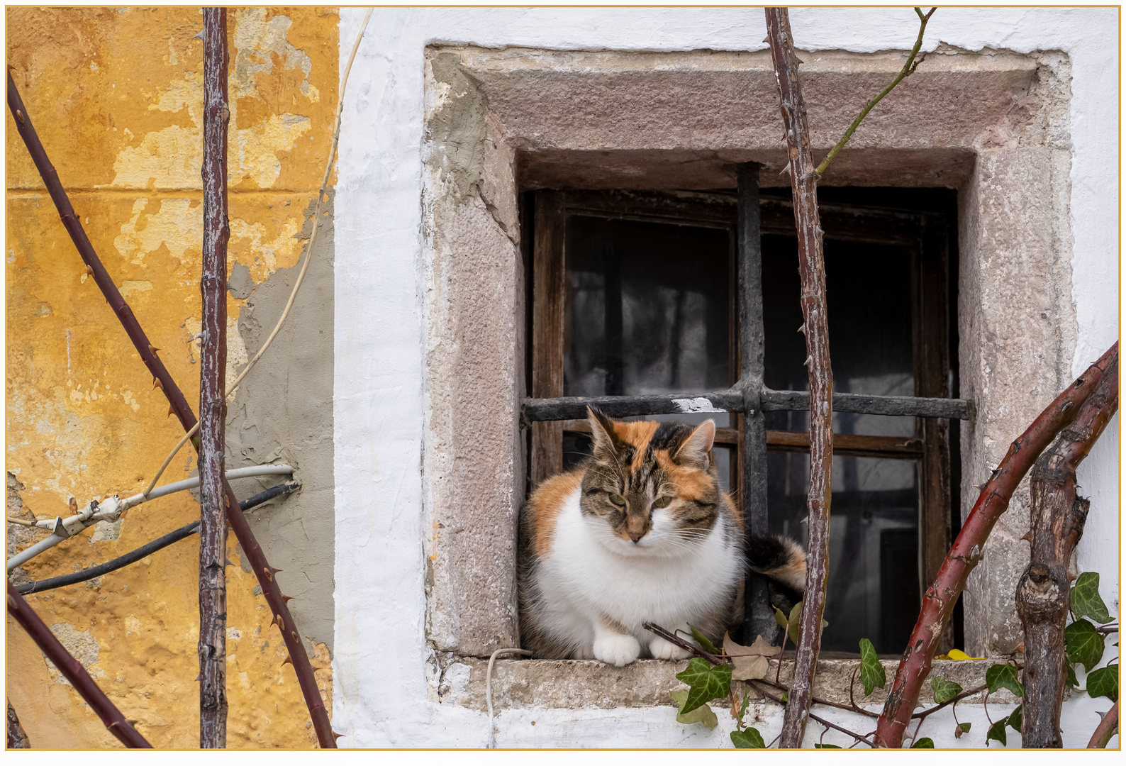 Wenn du nicht mehr das faulste Wesen im Haus sein möchtest, schaff dir eine Katze an!