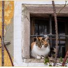 Wenn du nicht mehr das faulste Wesen im Haus sein möchtest, schaff dir eine Katze an!