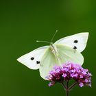 Wenn du singen könntest, Schmetterling,