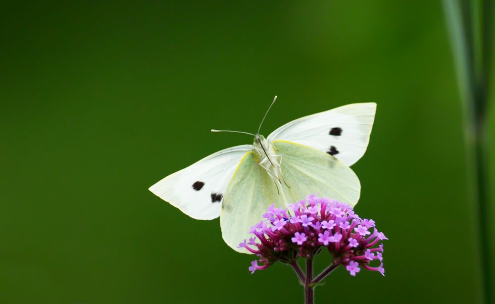 Wenn du singen könntest, Schmetterling,