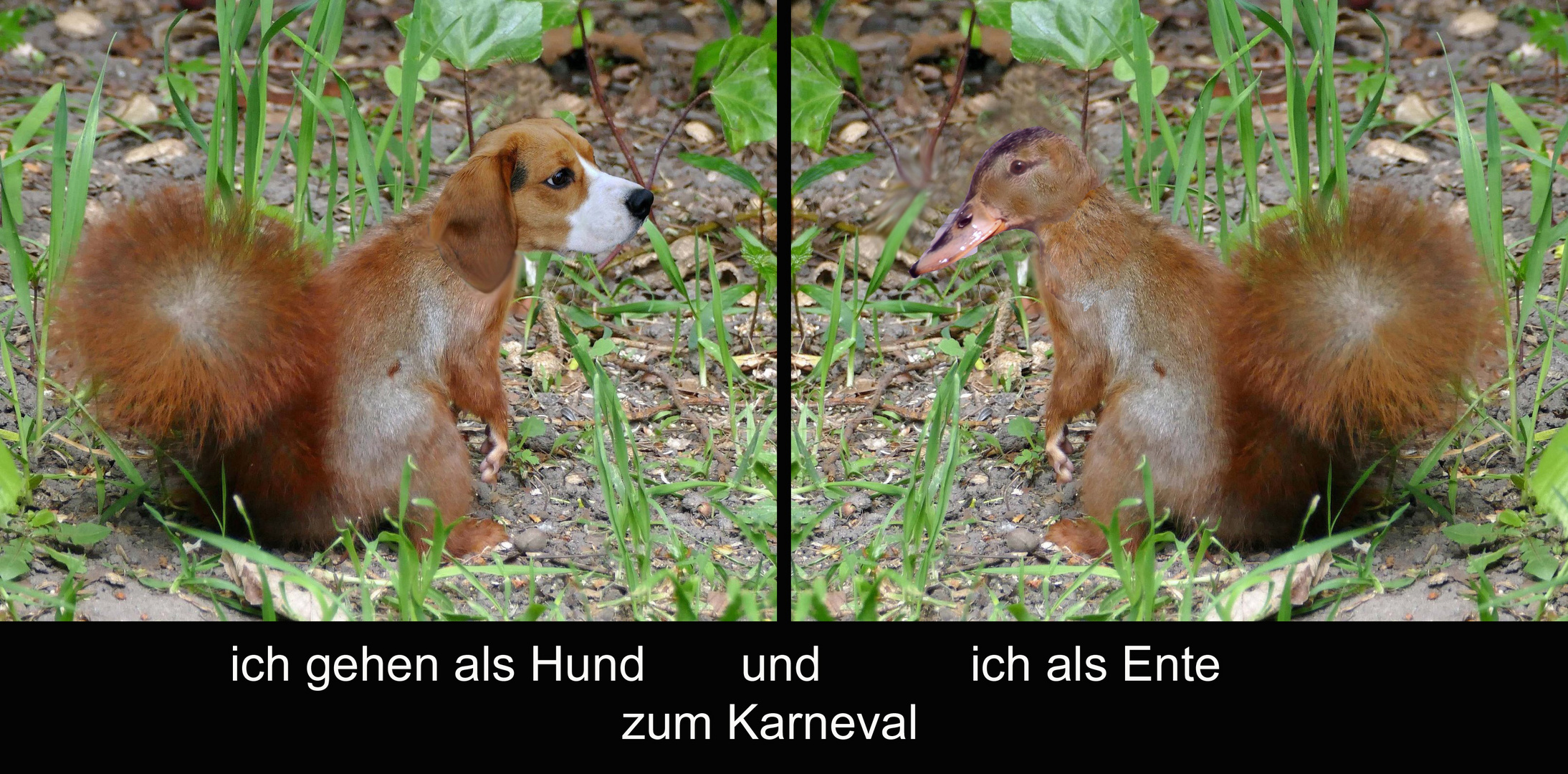  wenn Eichhörnchen zum Karneval / Fasching gehen