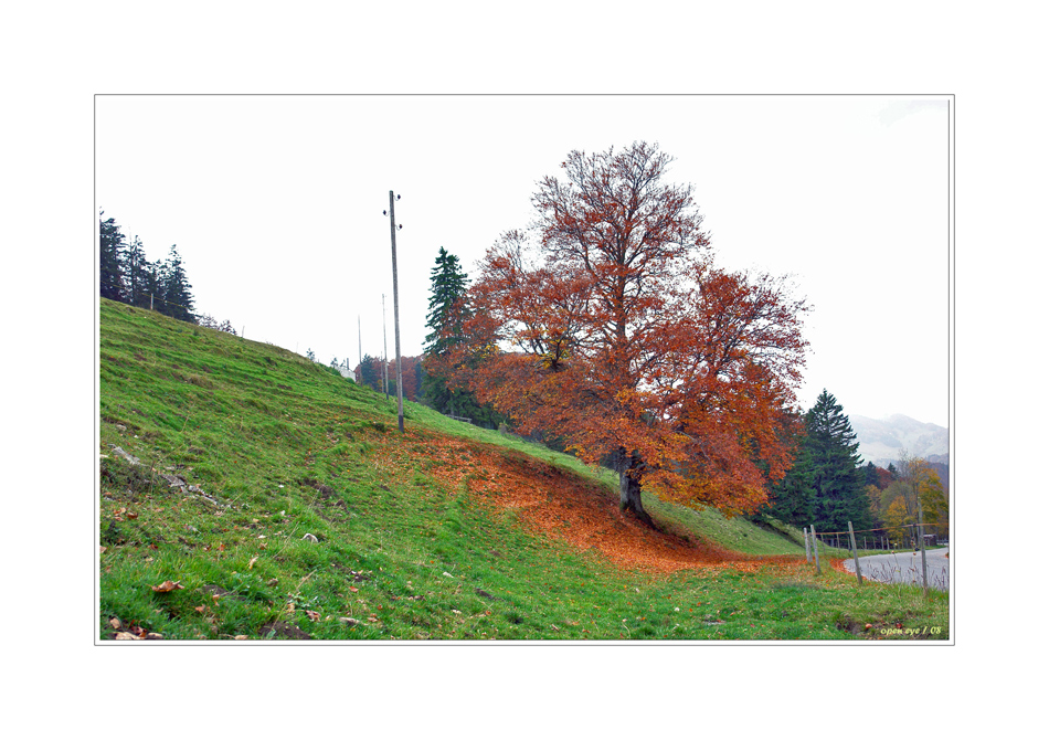 Wenn ein Baum