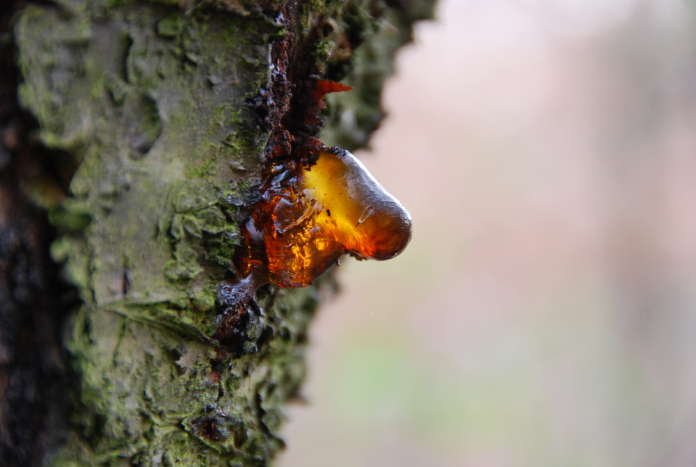 Wenn ein Baum blutet