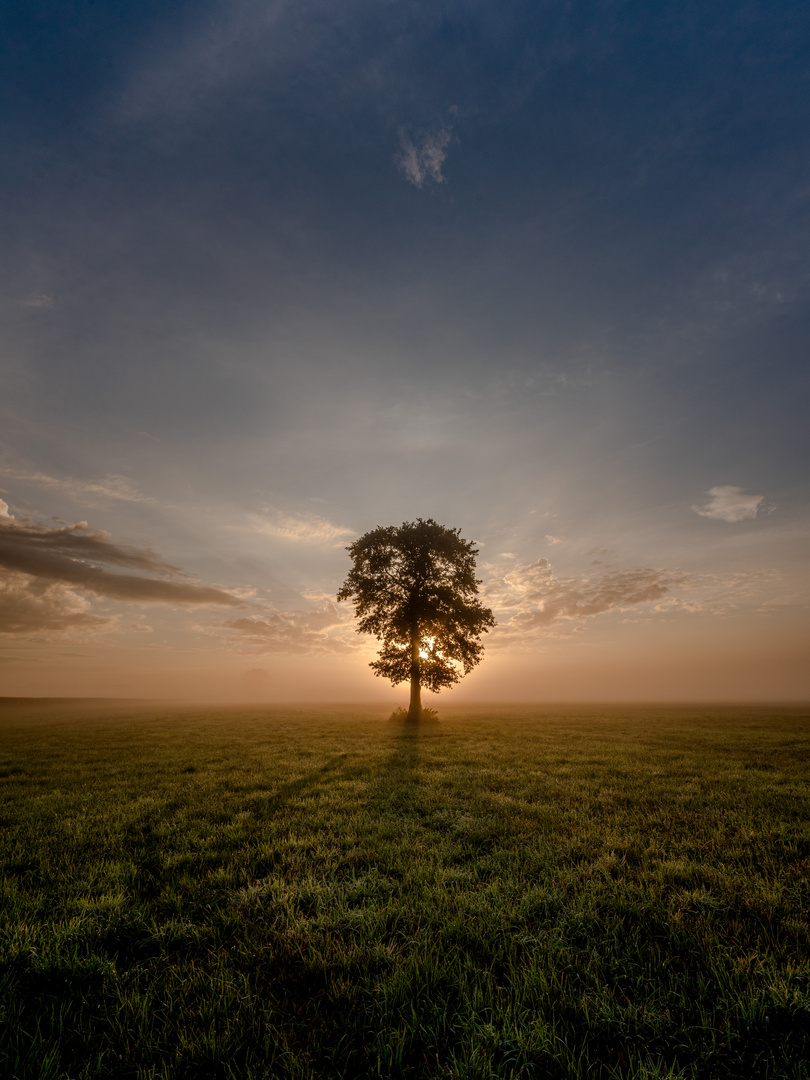 Wenn ein Baum im Nebel die Sonne küsst