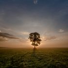 Wenn ein Baum im Nebel die Sonne küsst