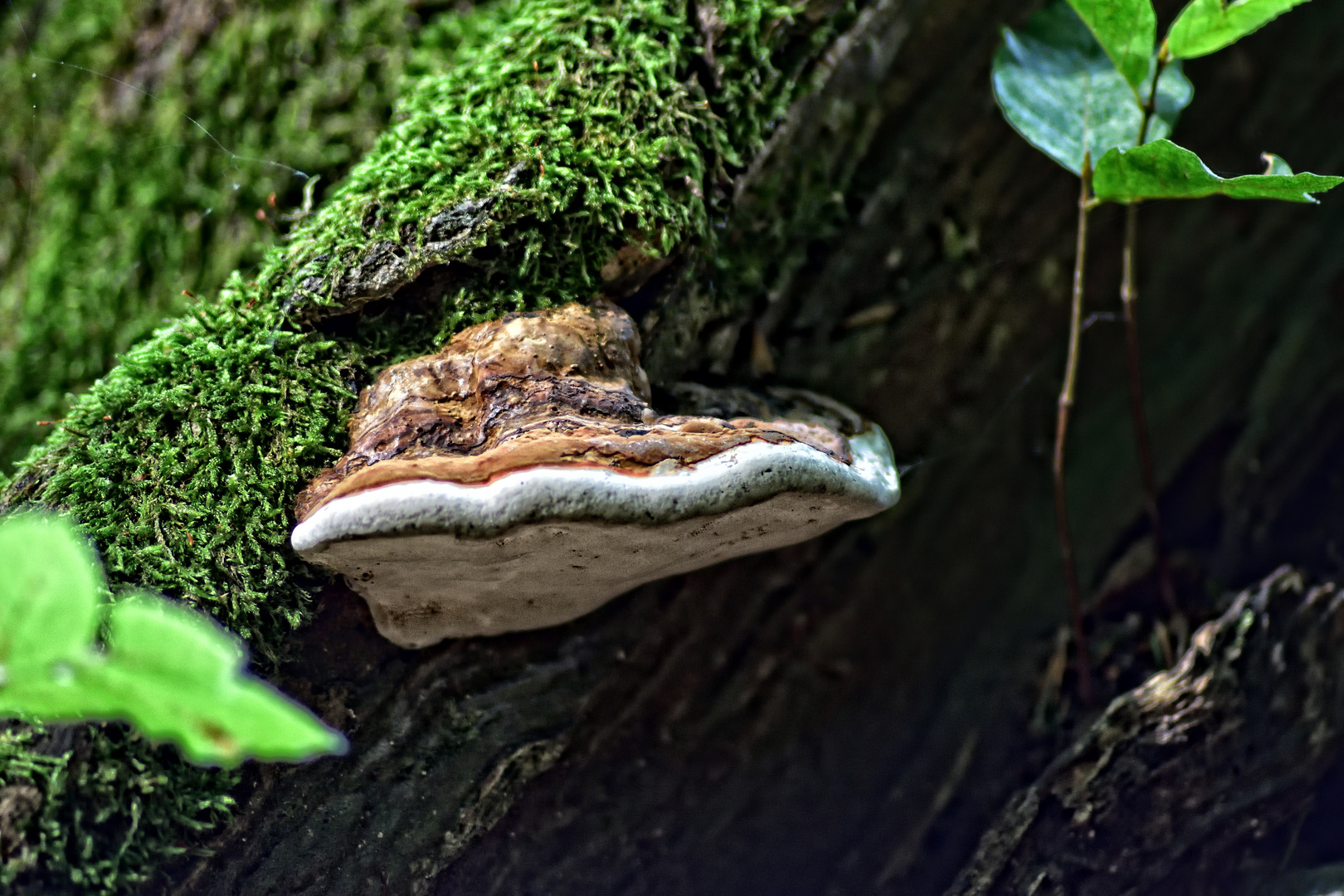 Wenn ein Baum sich gönnt ein Pilz (s) ...