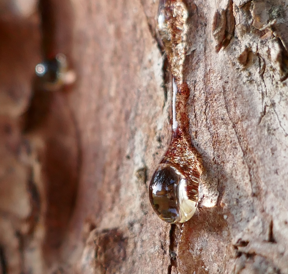 Wenn ein Baum weint 3