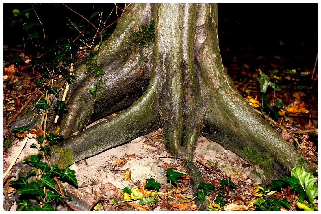 Wenn ein Baum Wurzeln schlägt ....