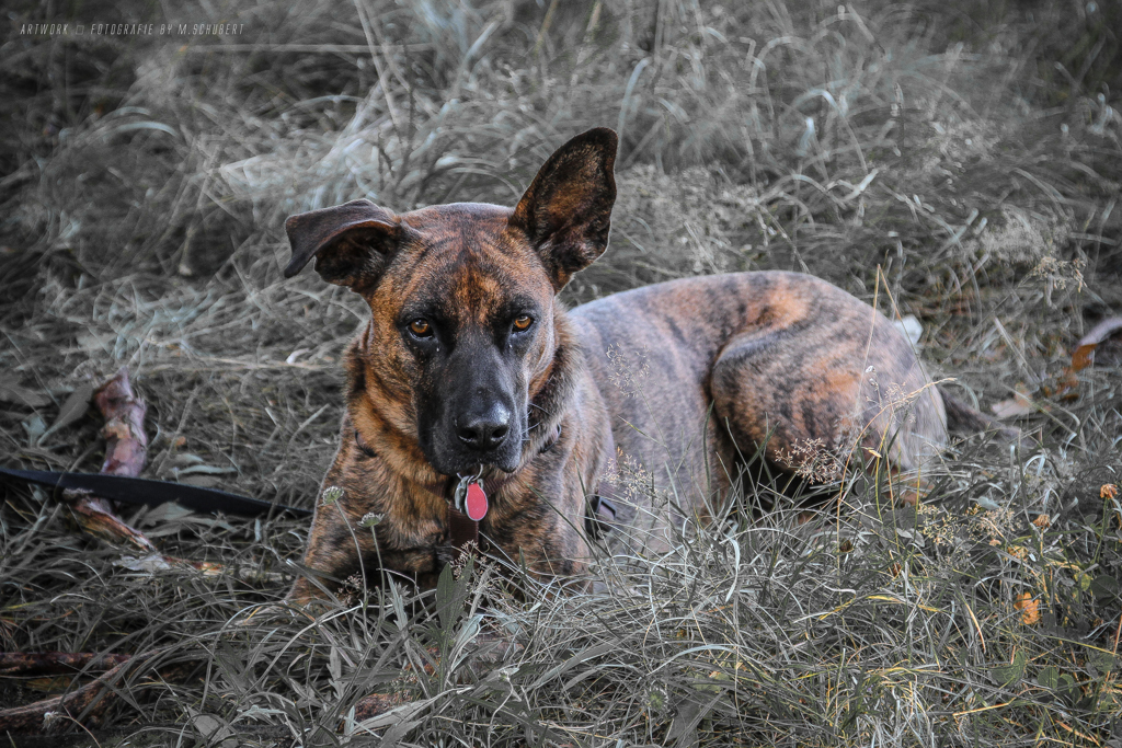 Wenn ein Hund träumt...