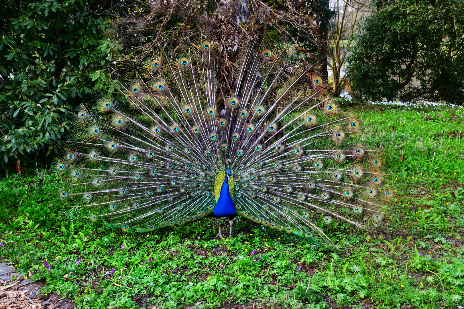 Wenn ein Pfau sein Rad schlägt ...