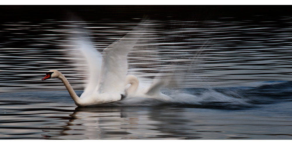 Wenn ein Schwan beißt Dir in'n Hintern, wird es Zeit zum Überwintern