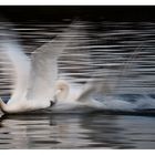 Wenn ein Schwan beißt Dir in'n Hintern, wird es Zeit zum Überwintern