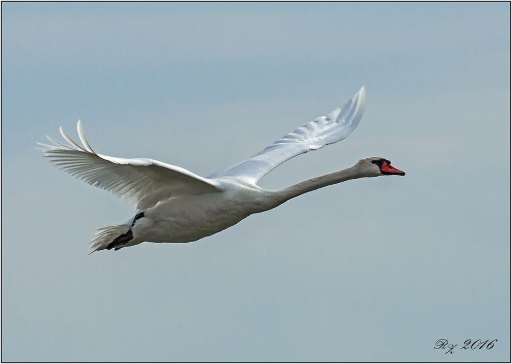 Wenn ein Schwan fliegt