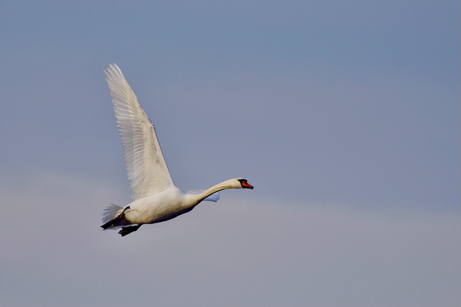 Wenn ein Schwan fliegt.... ( Karat)