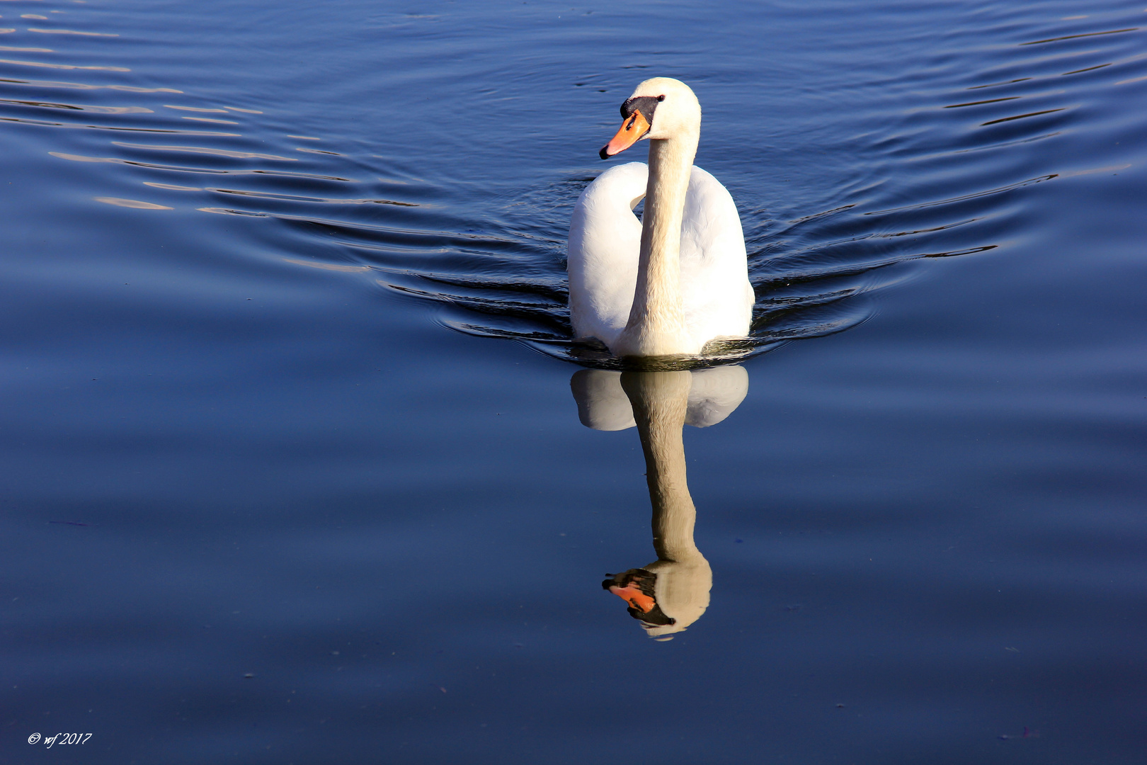 Wenn ein Schwan kommt