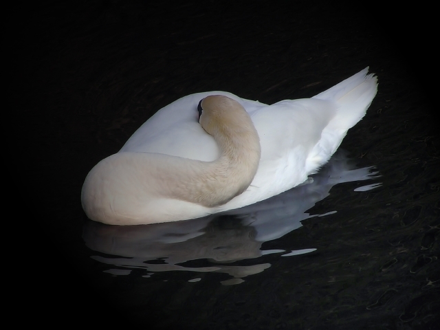 Wenn ein Schwan schläft, schweigen die Sinne