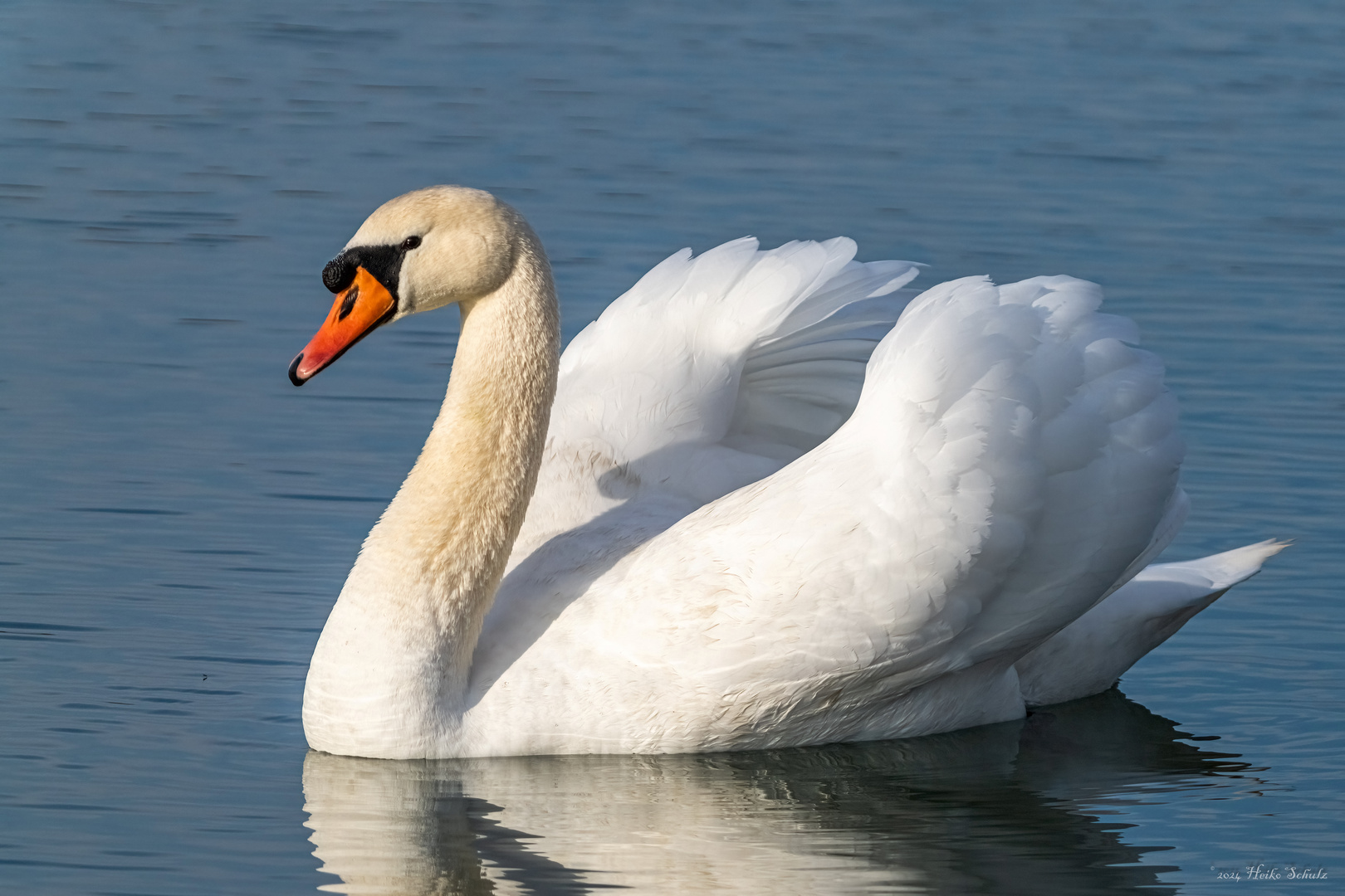 Wenn ein Schwan singt ...