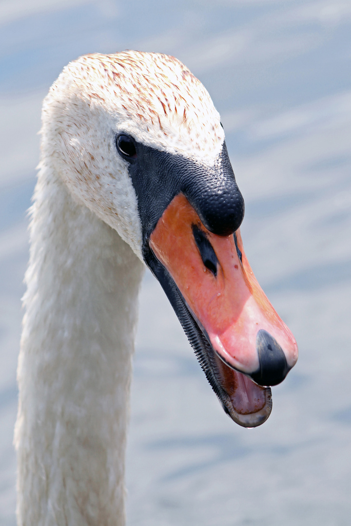 Wenn ein Schwan singt...... Foto & Bild tiere, tierdetails, natur Bilder auf