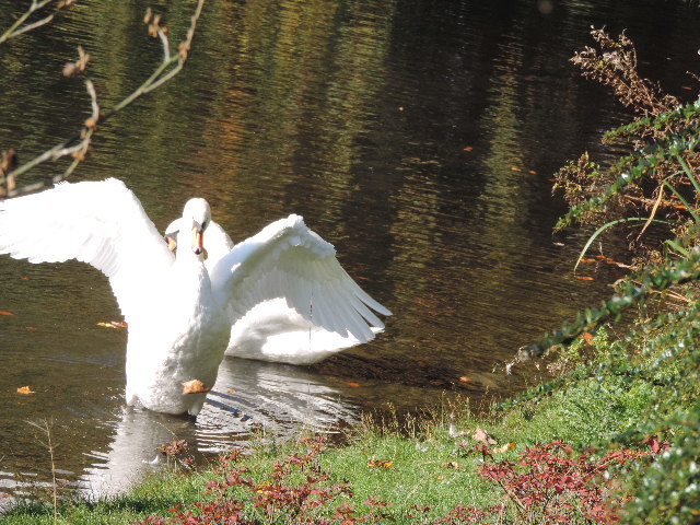 Wenn ein Schwan singt