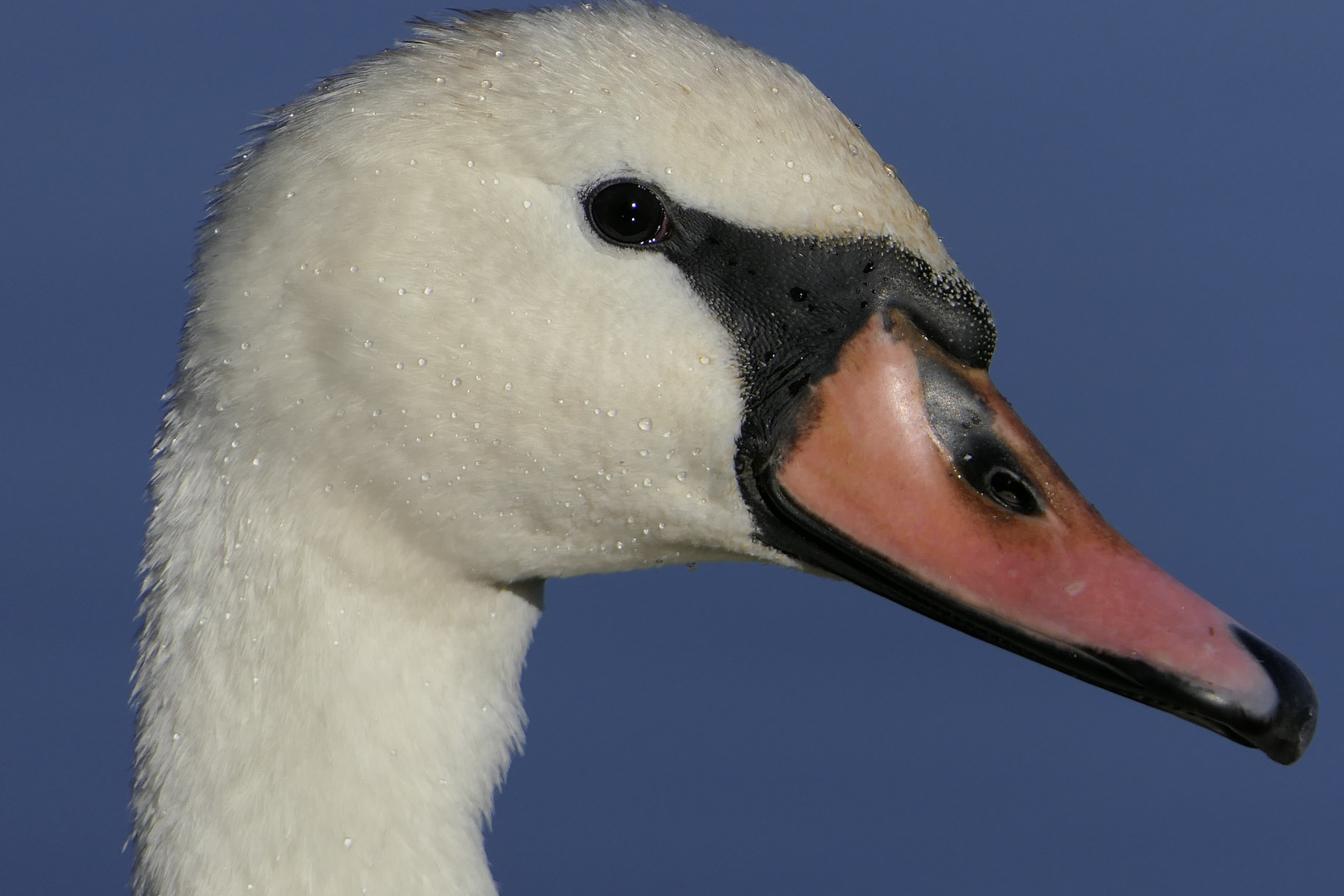 " Wenn ein Schwan singt... !"