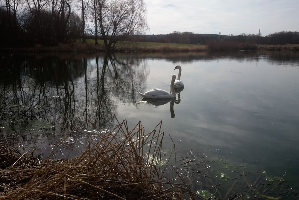 Wenn ein Schwan singt....