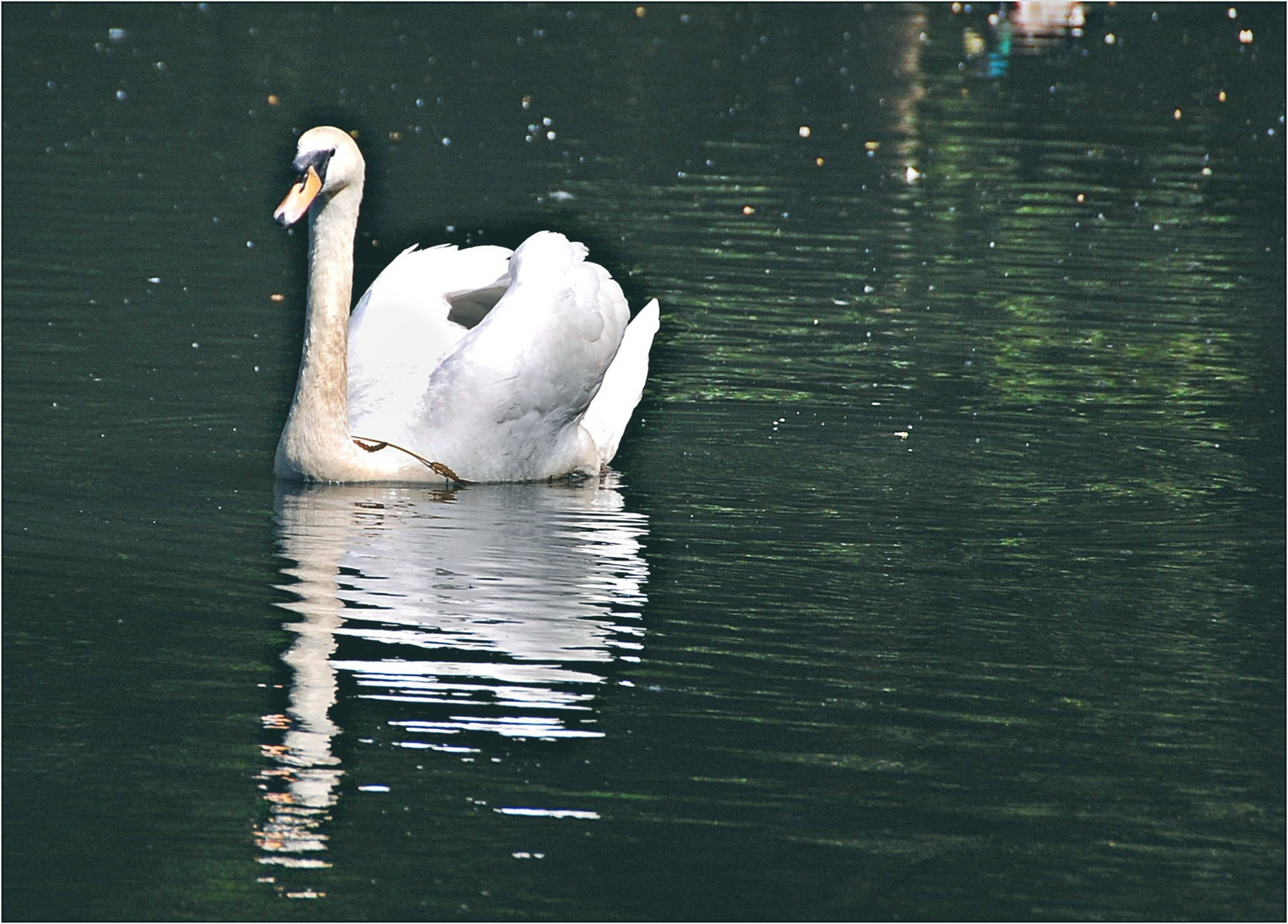 Wenn ein Schwan singt -