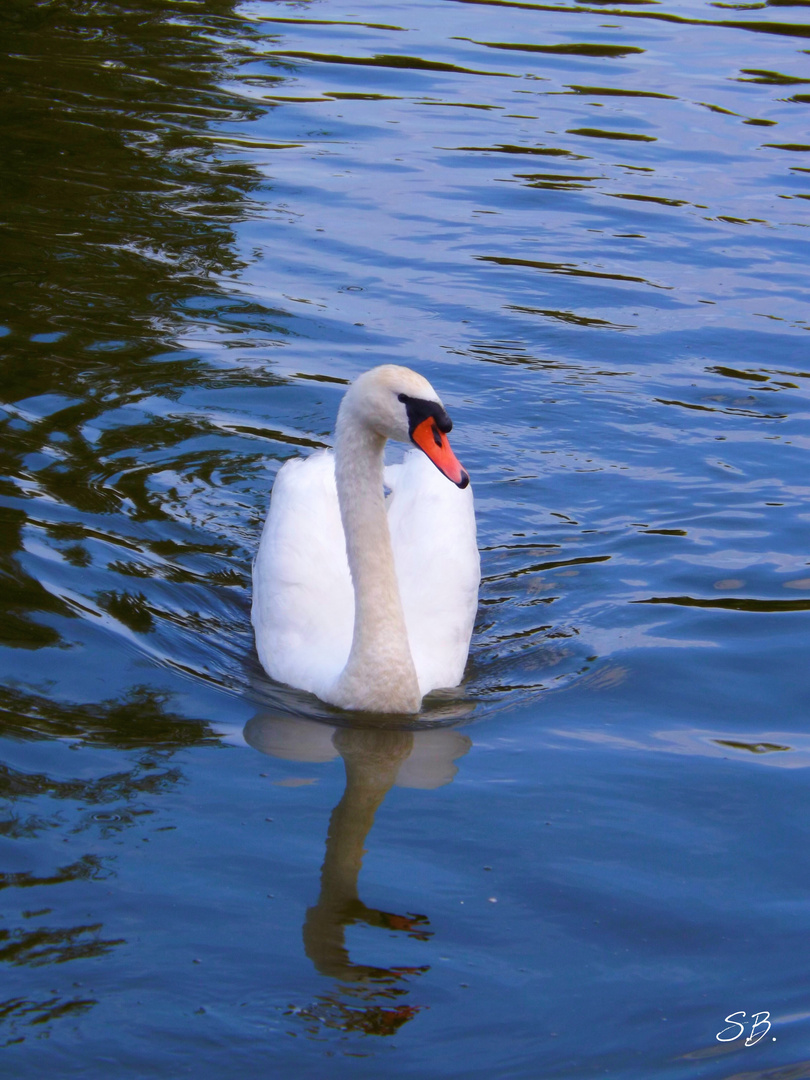 Wenn ein Schwan singt....