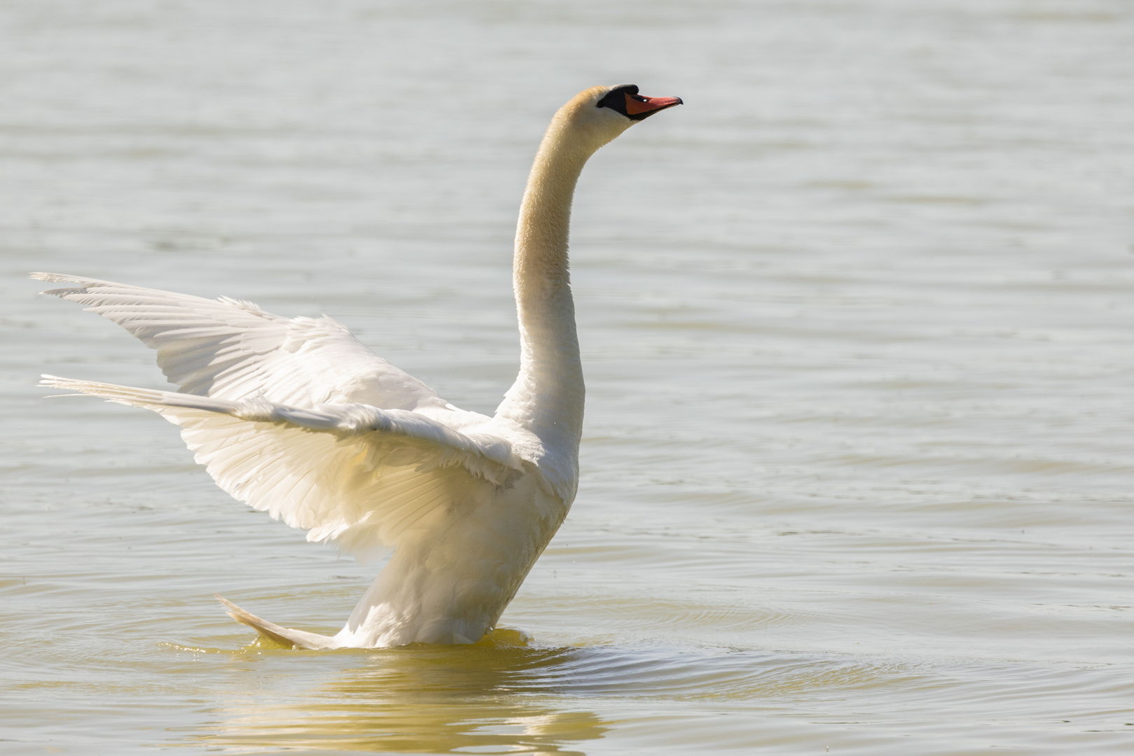 " Wenn ein Schwan singt..."