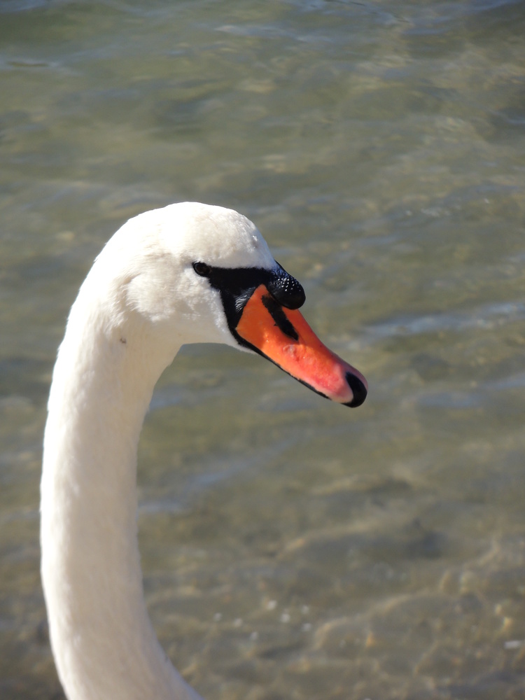 "Wenn ein Schwan singt, dann schweigen die Tiere."